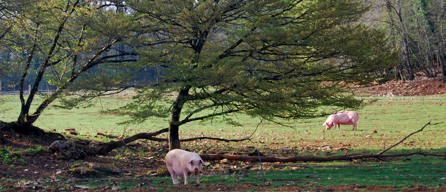 http://www.porcaugrain.nl/uploads/images/Header/varkensindenatuur.jpg